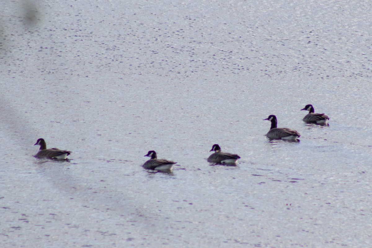 Canada Goose - ML644678387