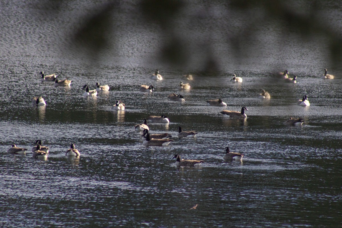 Canada Goose - ML644678388