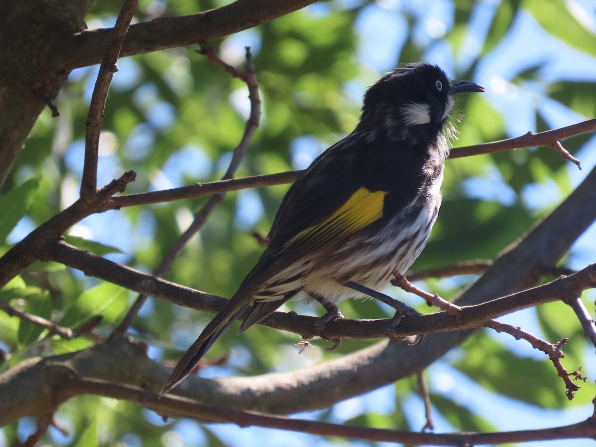 New Holland Honeyeater - ML644678393