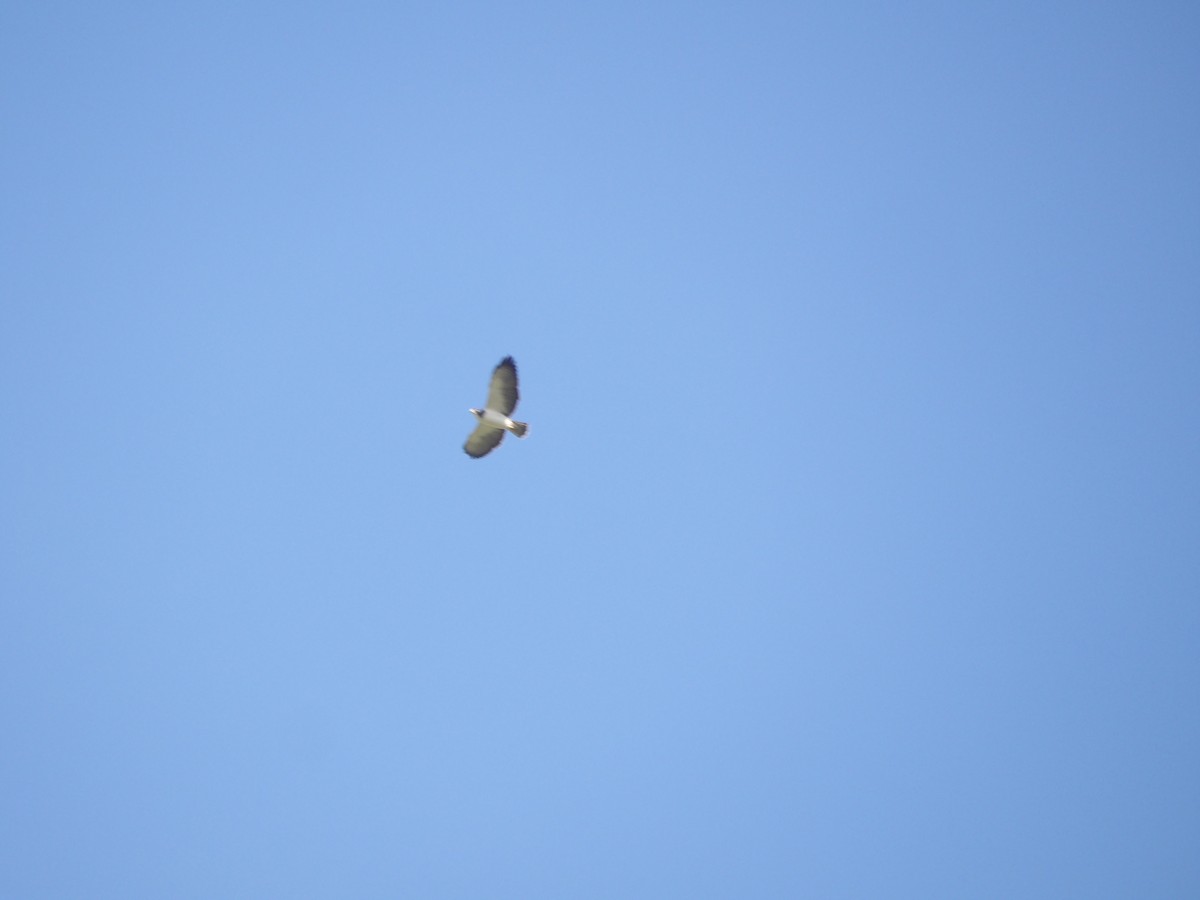 Short-tailed Hawk - ML644678399