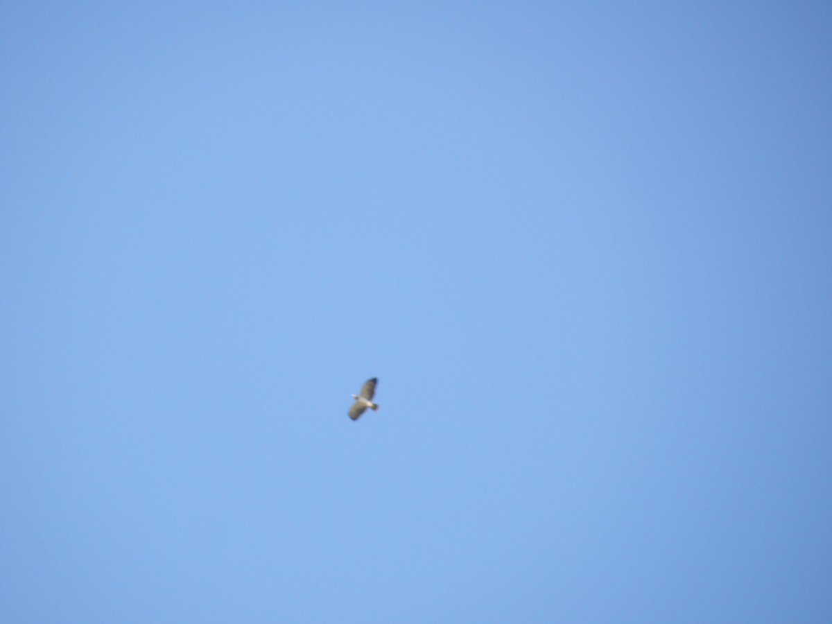 Short-tailed Hawk - ML644678400