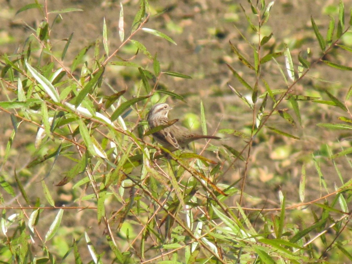 Song Sparrow - ML644678401