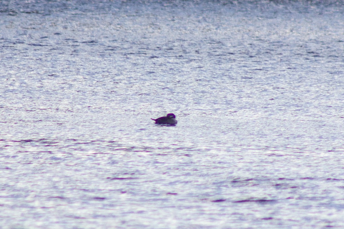 Murgilari buruzuria - ML644678402