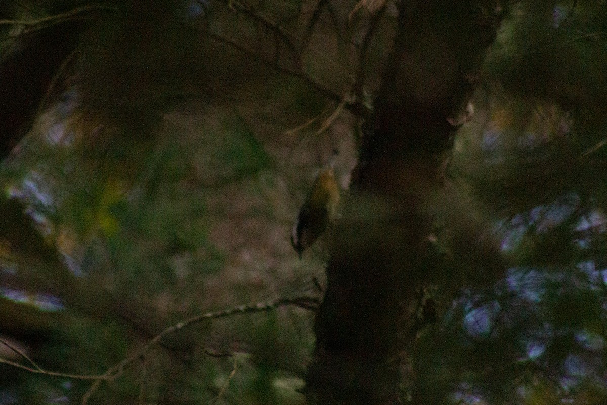 Murgilari buruzuria - ML644678403