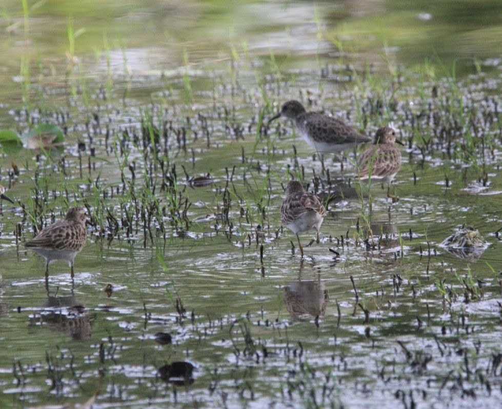 Txirri nanoa - ML644678408