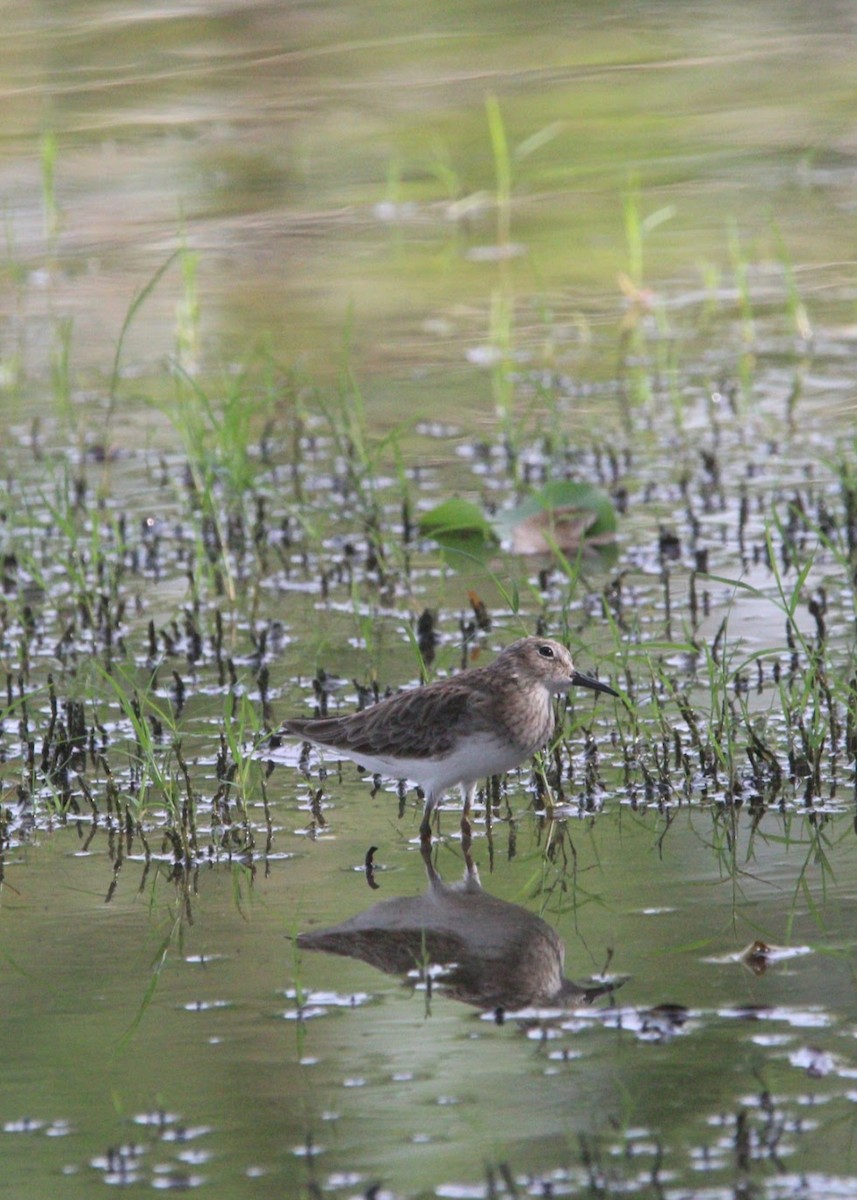 Txirri nanoa - ML644678409