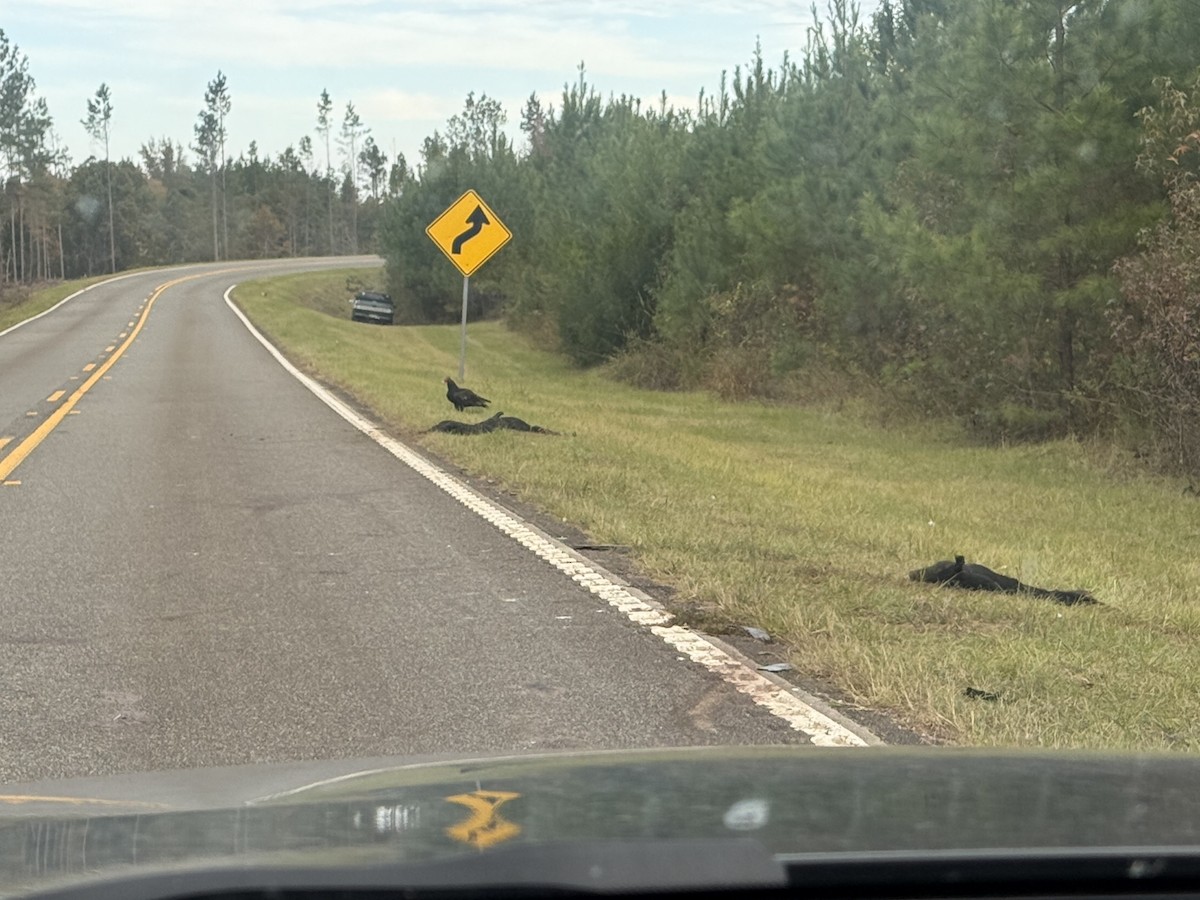 Zopilote indioilarra - ML644678418