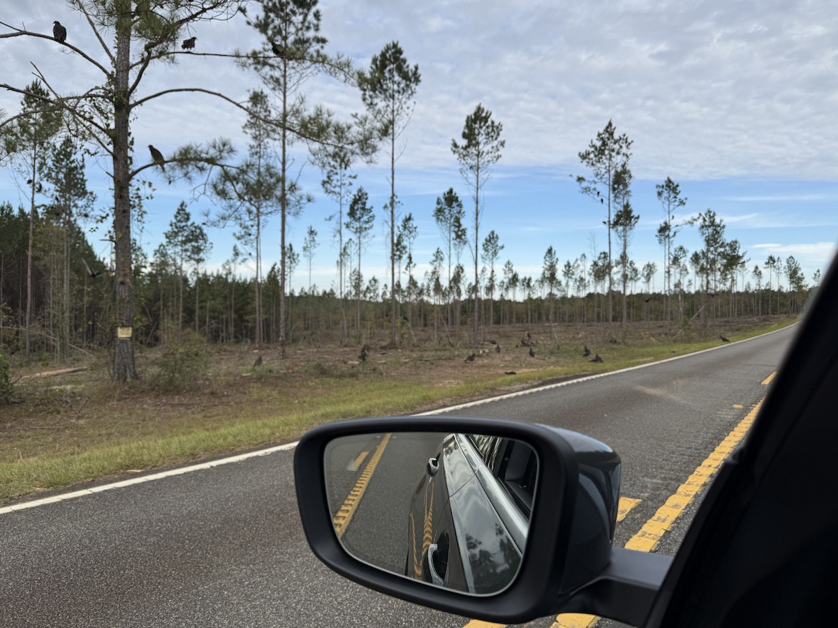 Zopilote indioilarra - ML644678419