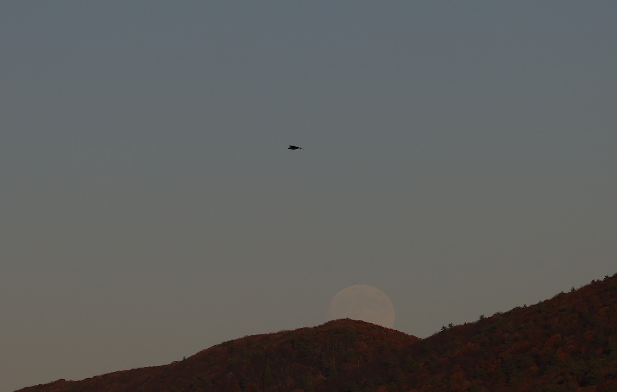 Erroi handia - ML644678420