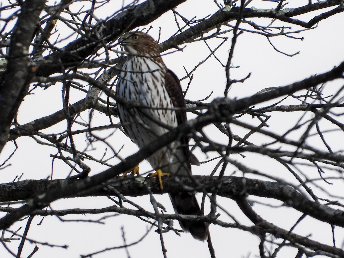 Cooper's Hawk - ML644678421