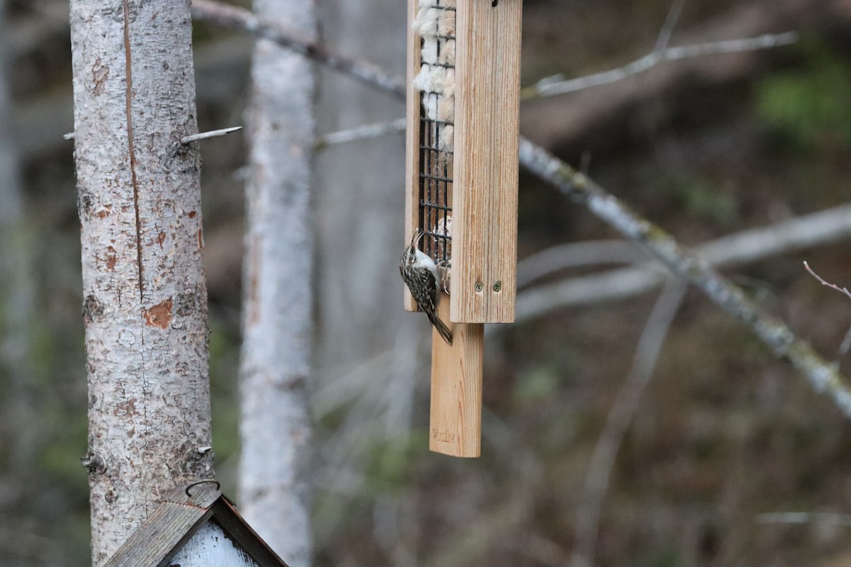 Gerri-txori amerikarra - ML644678422