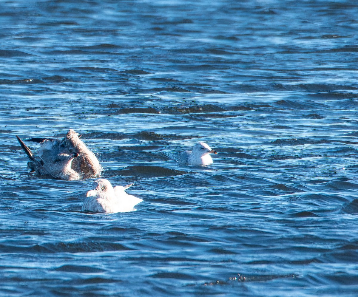 Delawareko kaioa - ML644678424