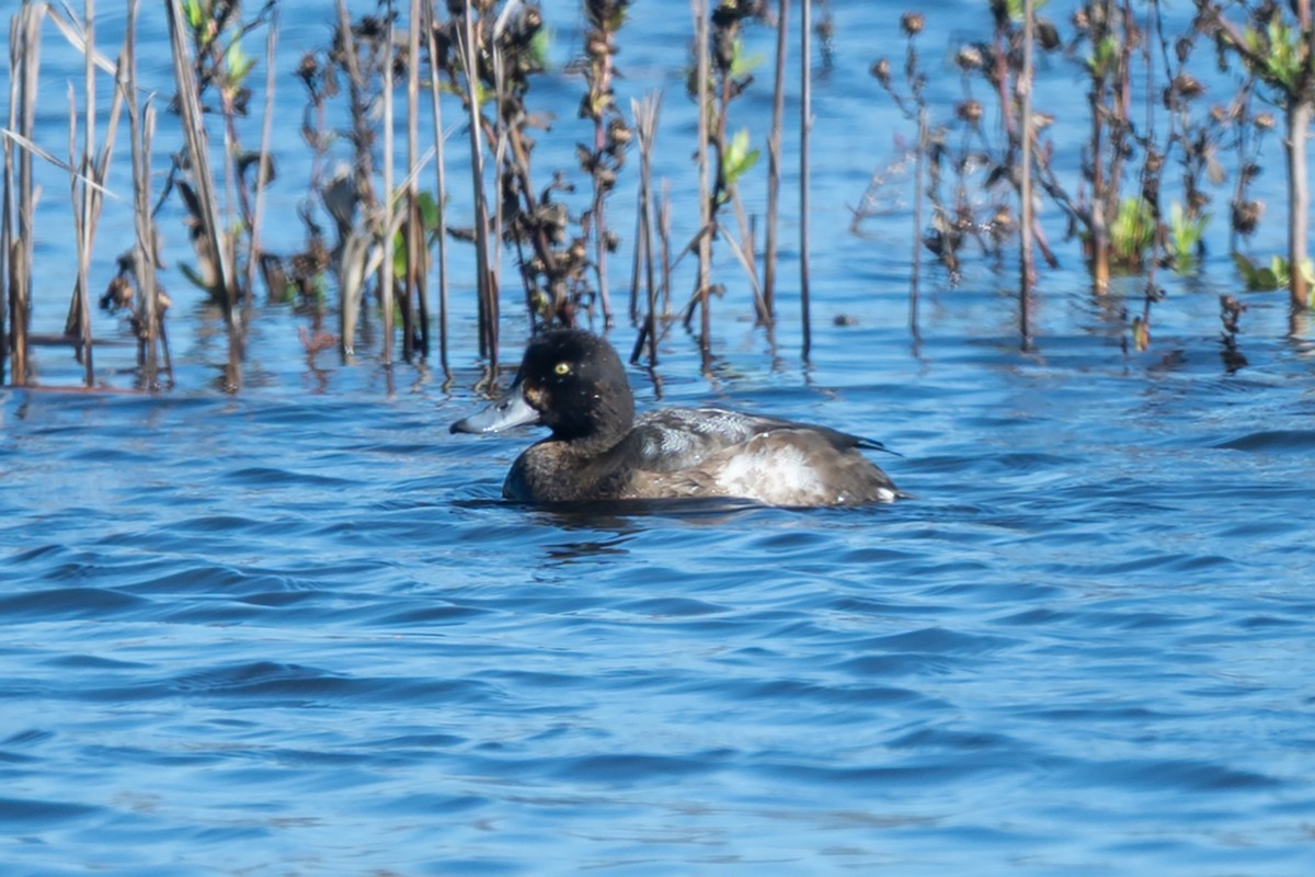 Чернь морська - ML644678425