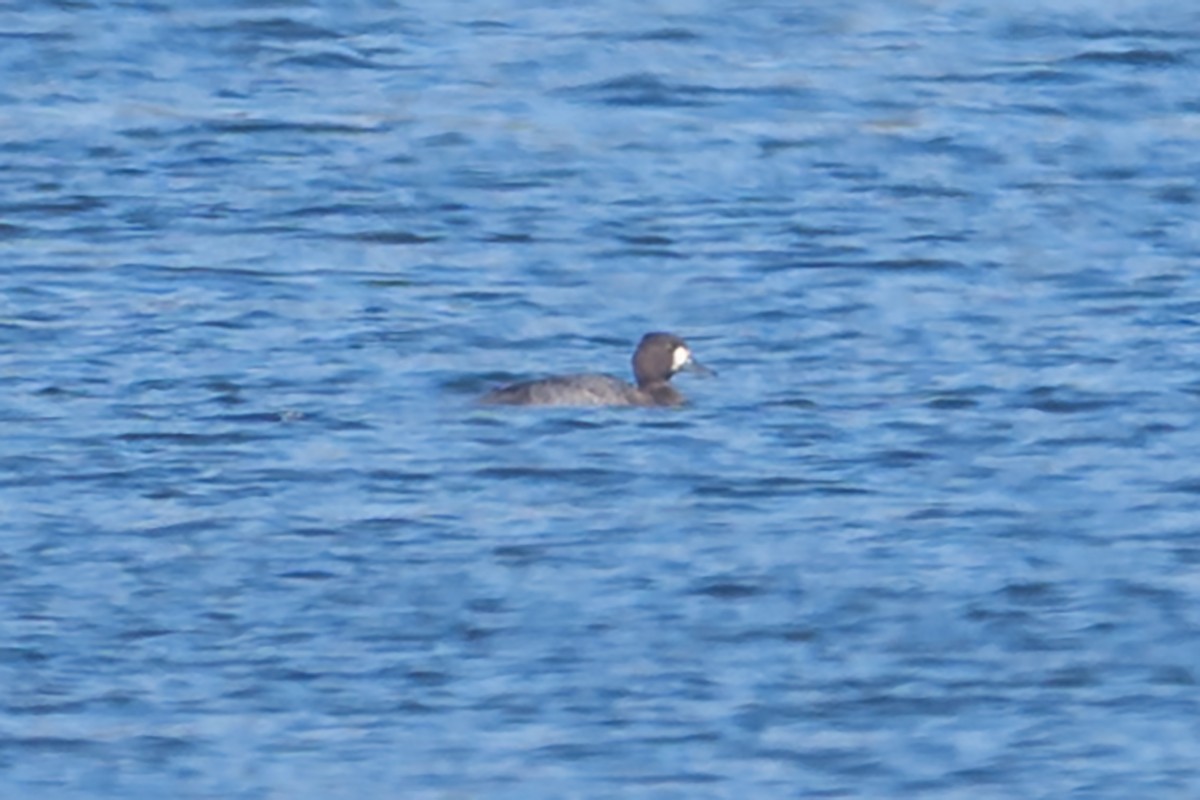 Murgilari handia/txikia - ML644678426