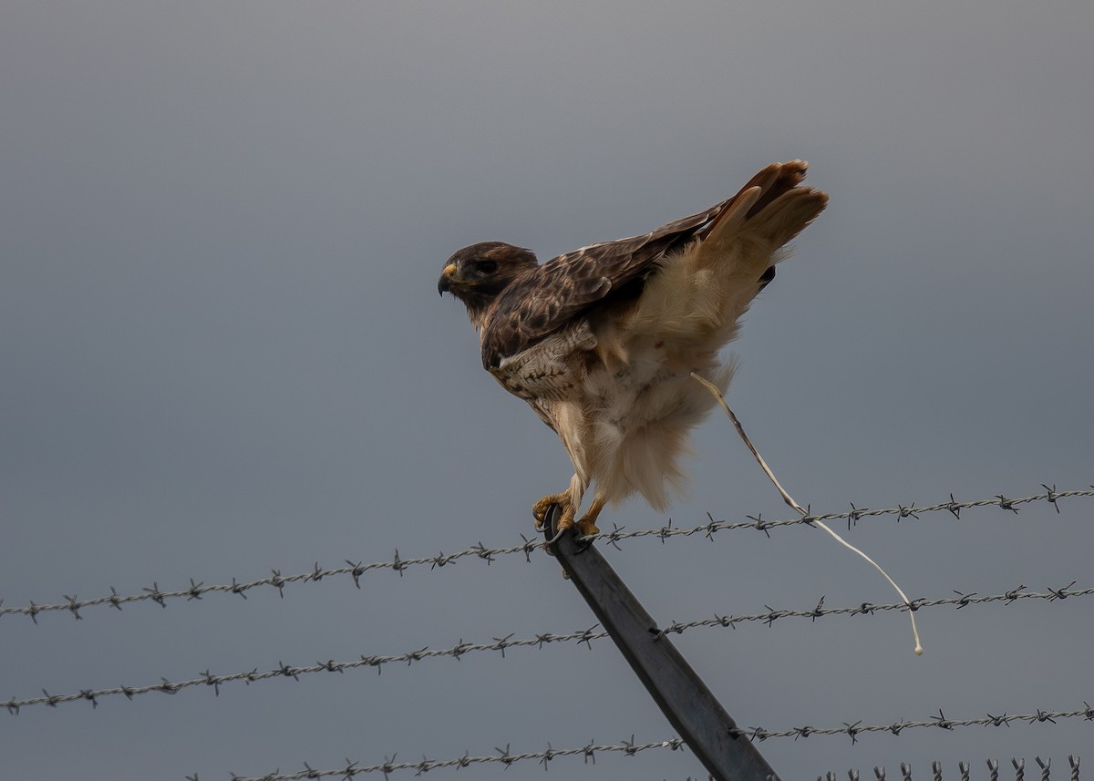 Zapelatz buztangorria - ML644678427