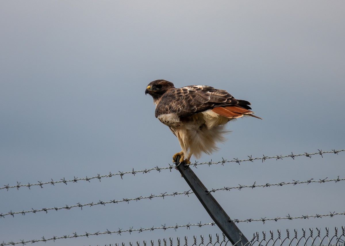 Zapelatz buztangorria - ML644678428