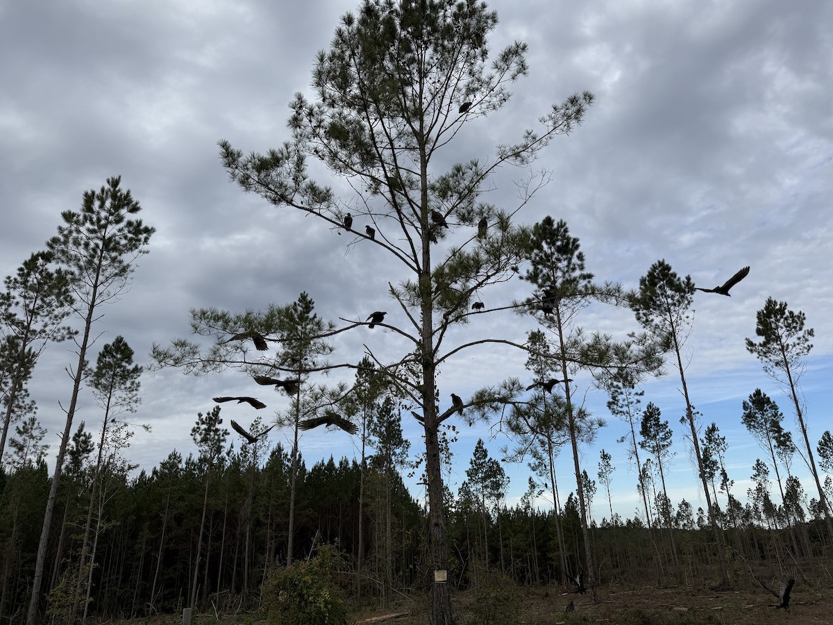 Zopilote indioilarra - ML644678431