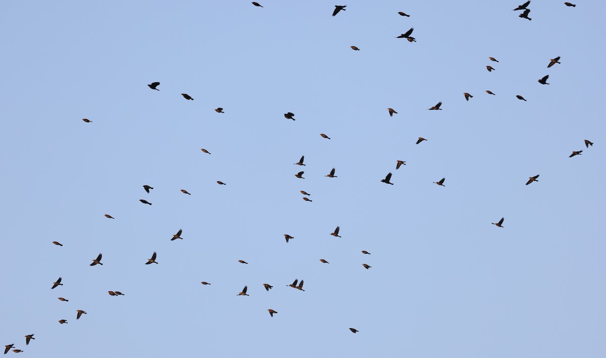 Red-winged Blackbird - ML644678432