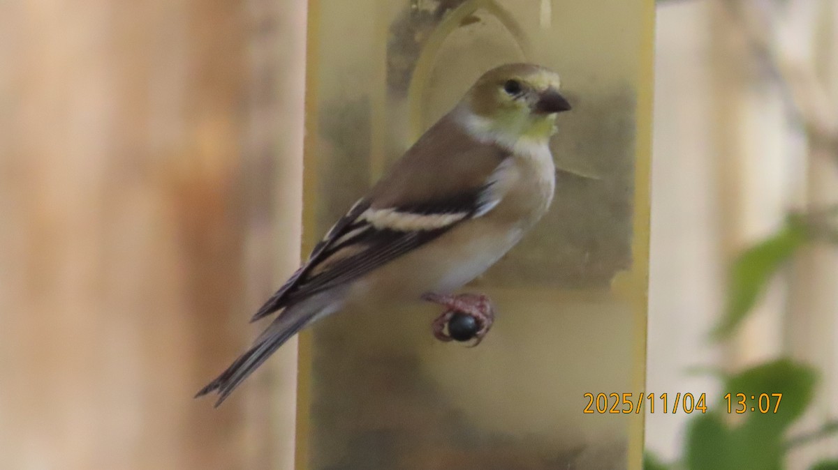 American Goldfinch - ML644678435