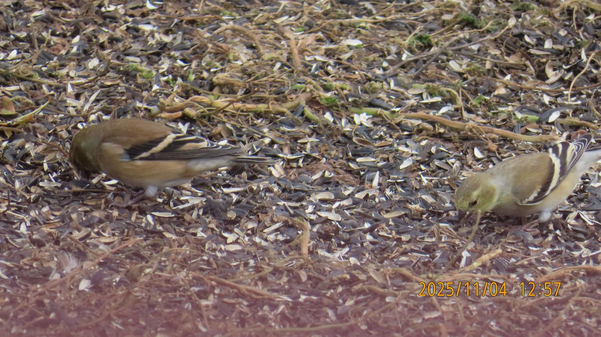 American Goldfinch - ML644678436