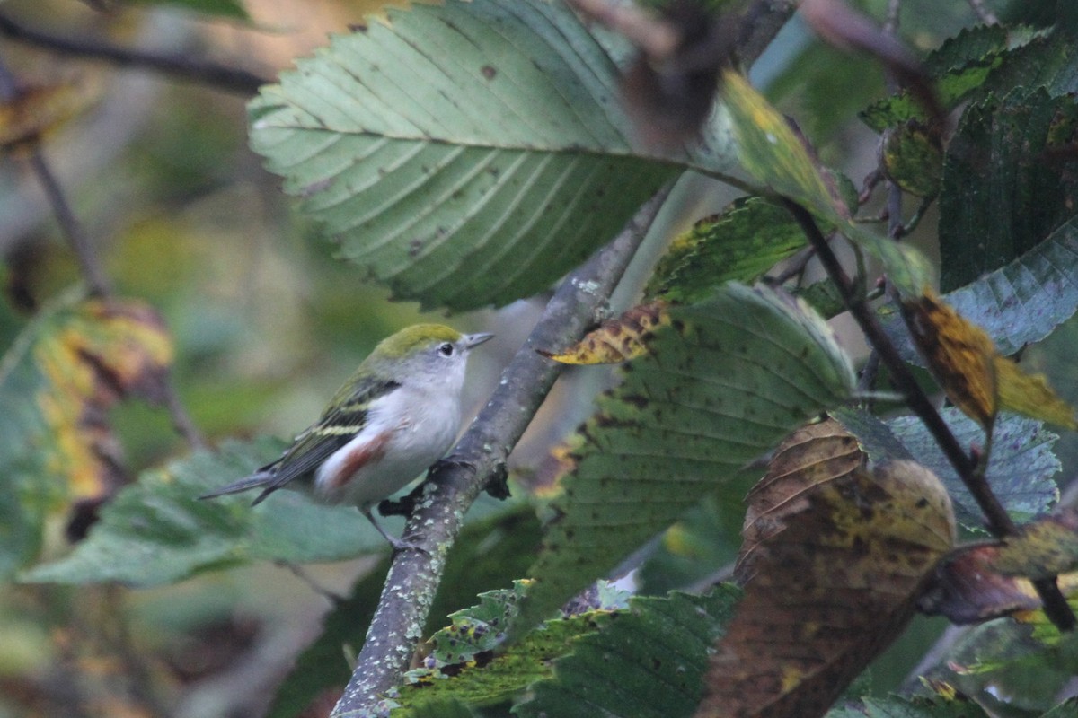 Chestnut-sided Warbler - ML644678438