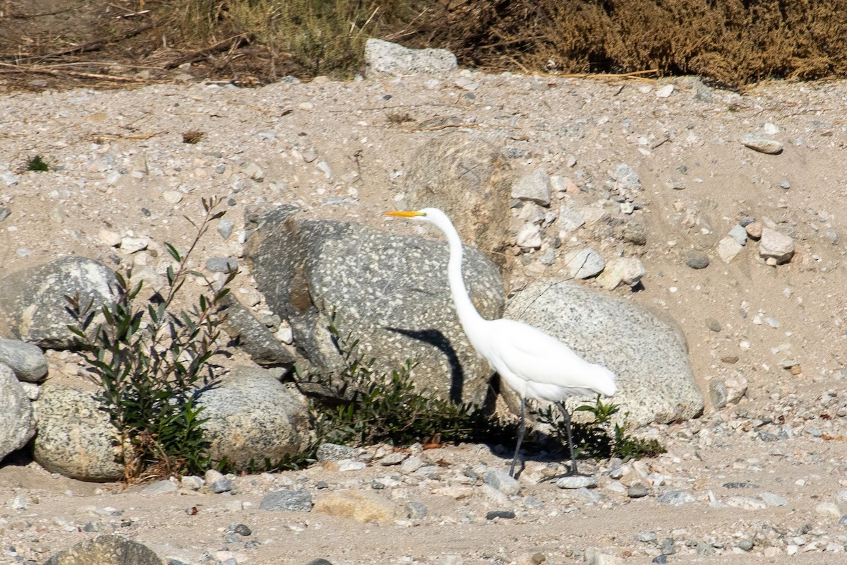 Koartza zuria - ML644678441