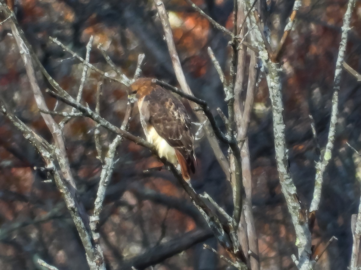 Zapelatz buztangorria - ML644678442