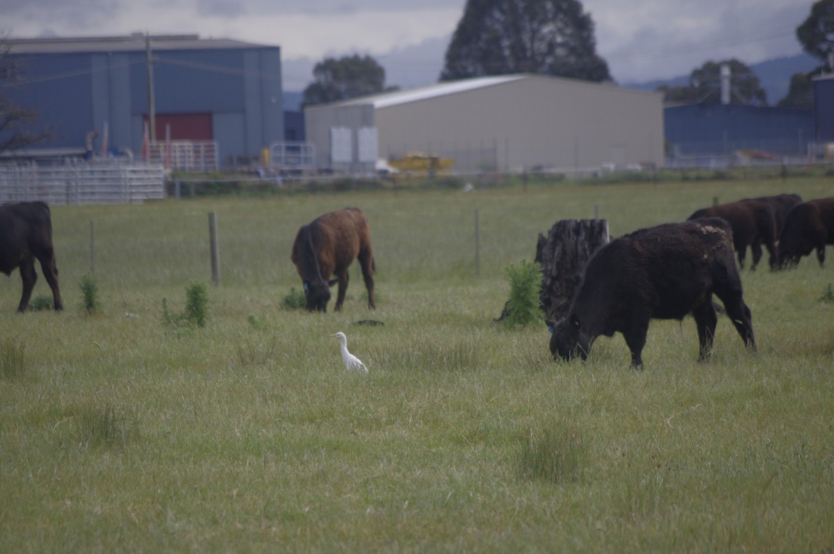 Eastern Cattle-Egret - ML644678451