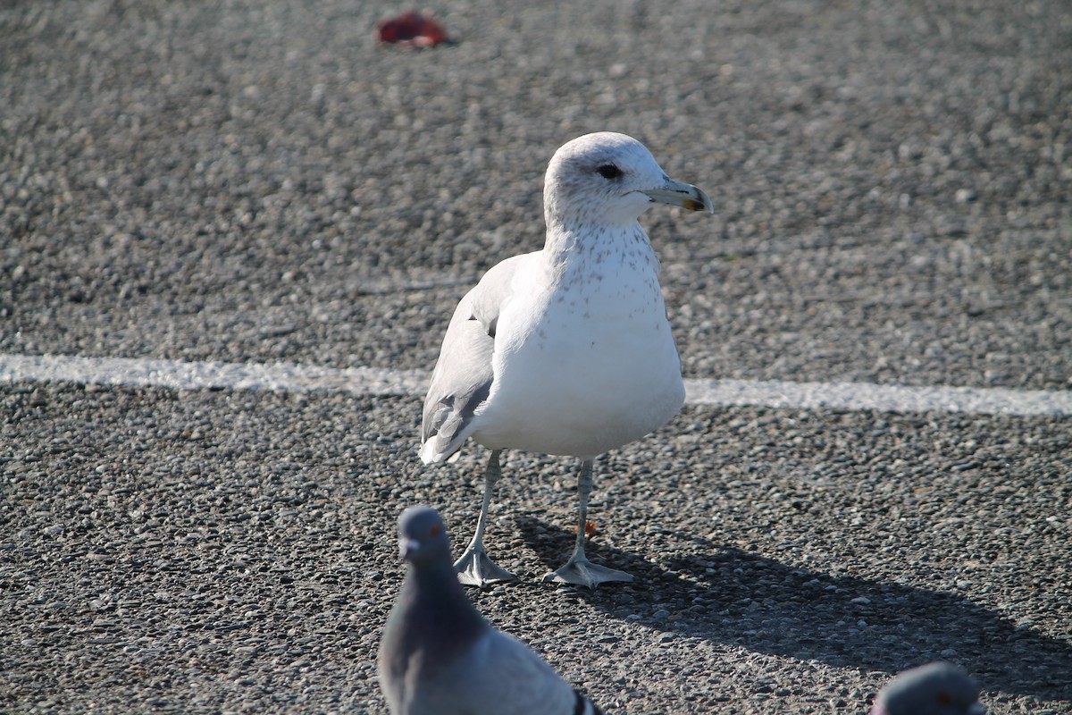 California Gull - ML644678452