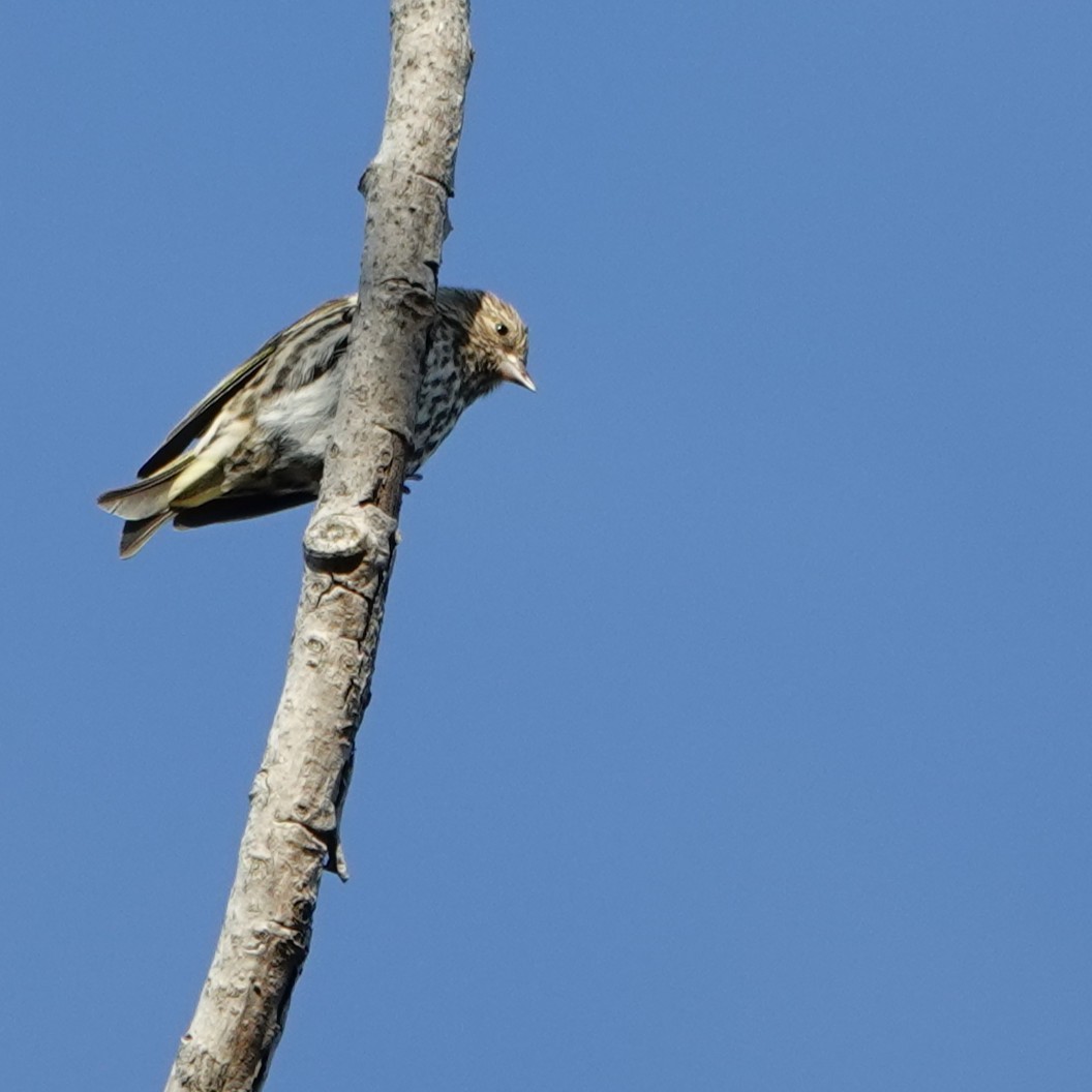 čížek severoamerický - ML644678453