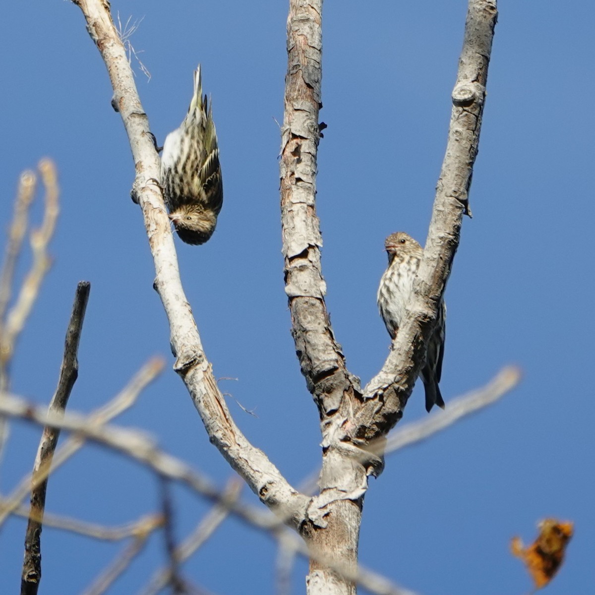 čížek severoamerický - ML644678455