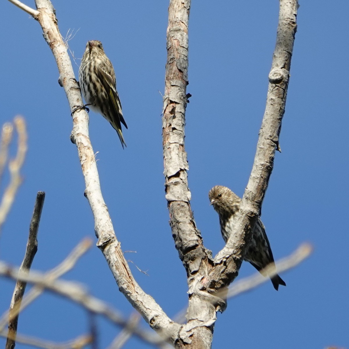 čížek severoamerický - ML644678459