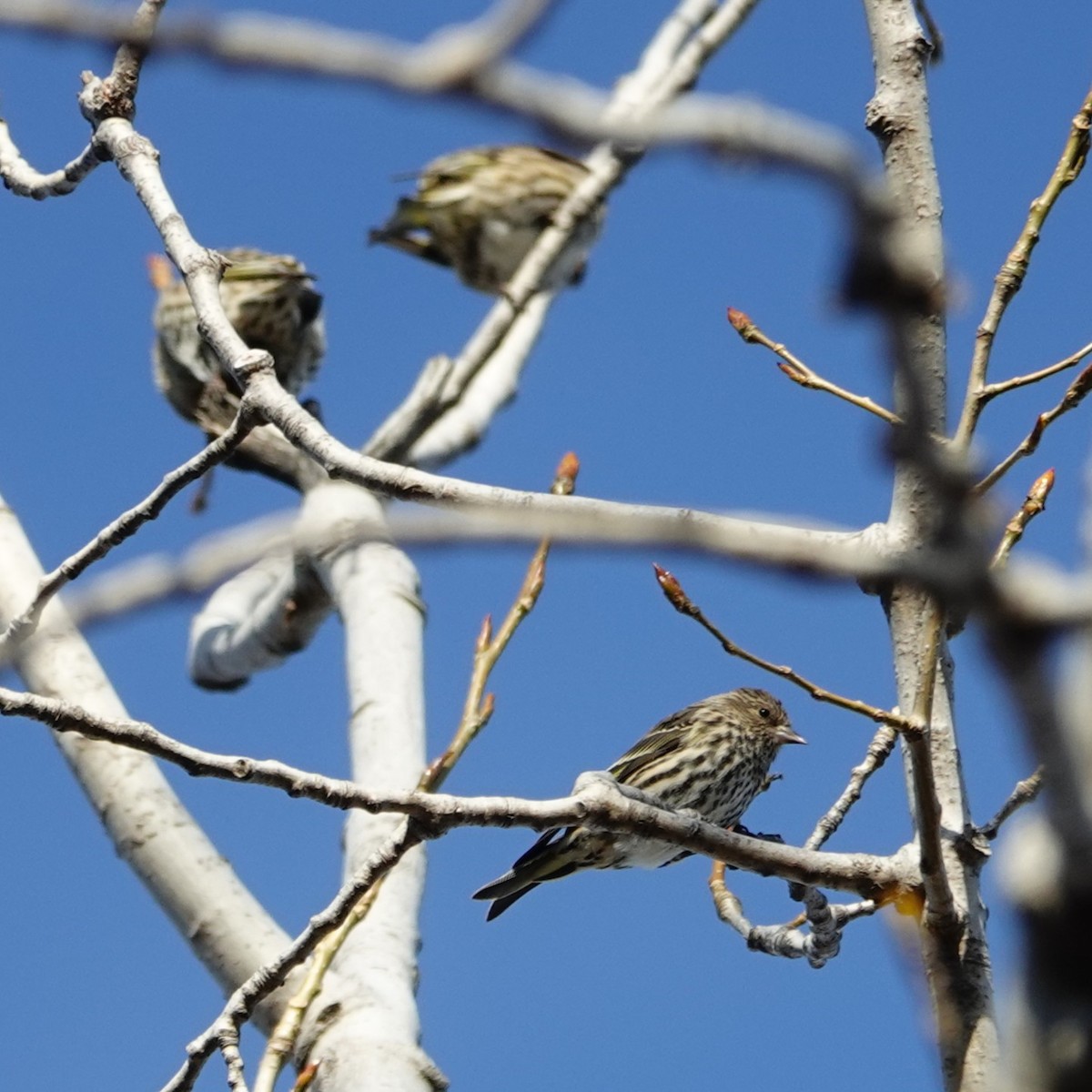 čížek severoamerický - ML644678465