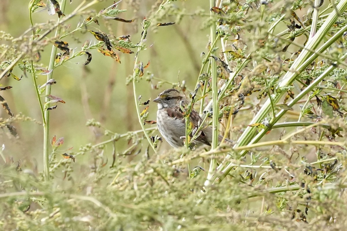 ノドジロシトド - ML644678473