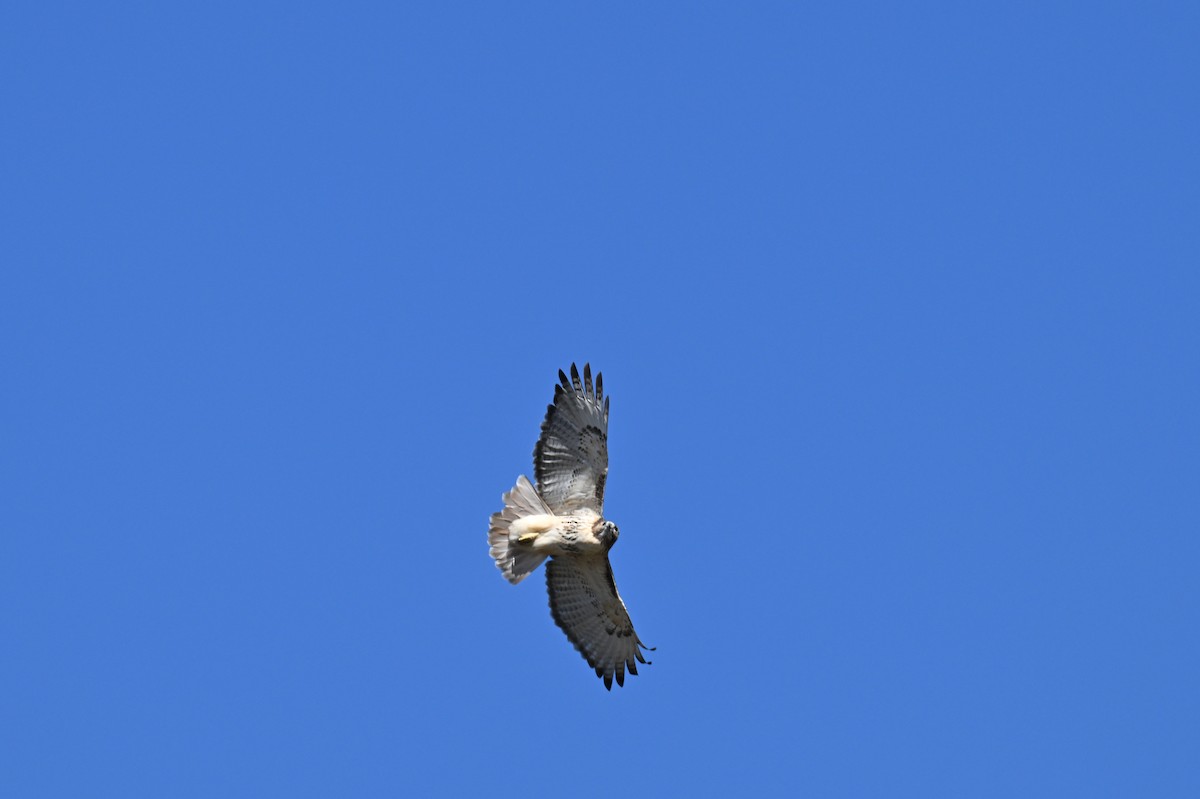 Kızıl Kuyruklu Şahin - ML644678476