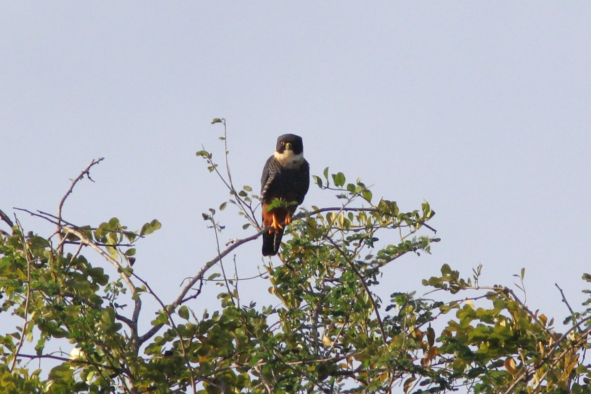 Підсоколик смугастогрудий - ML644678477