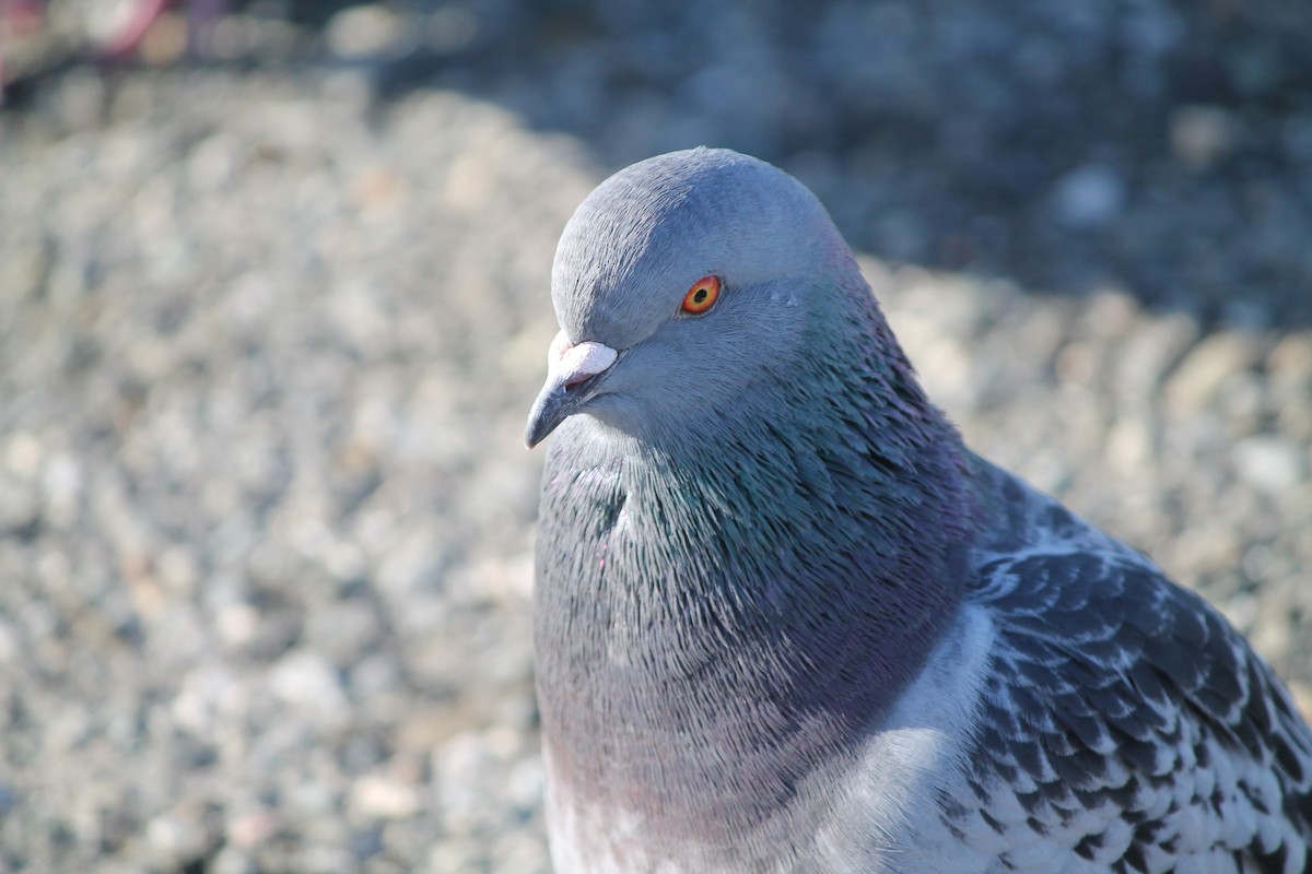 Rock Pigeon (Feral Pigeon) - ML644678481