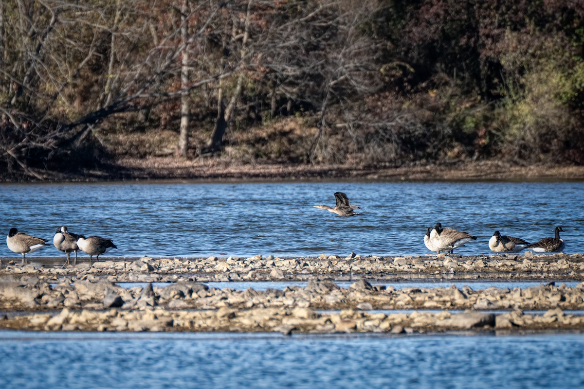 Canada Goose - ML644678485