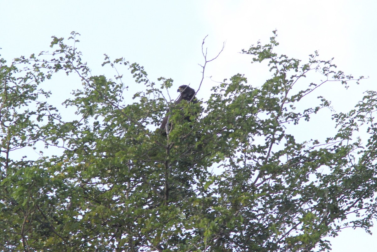 Канюк-крабоїд великий - ML644678486