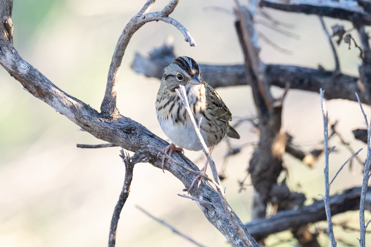 gråbrynspurv - ML644678496