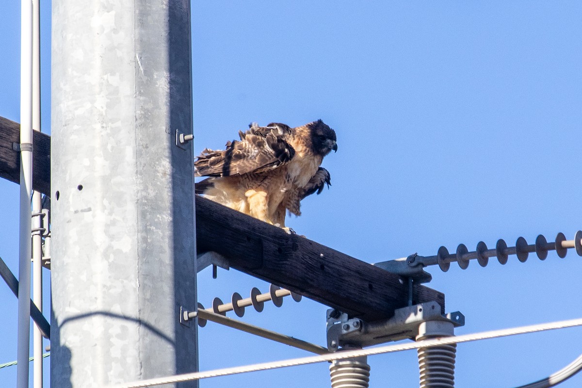 Red-tailed Hawk - ML644678503