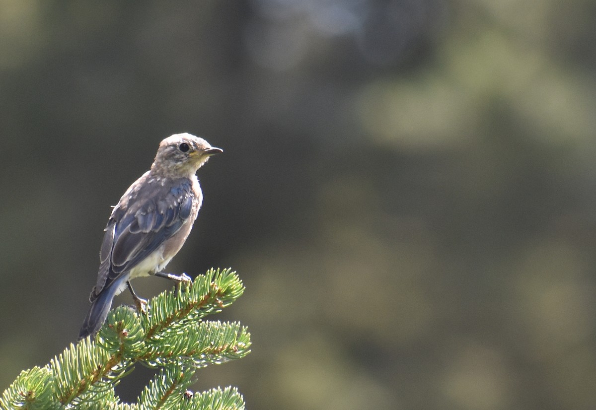 Eastern Bluebird - ML644678506
