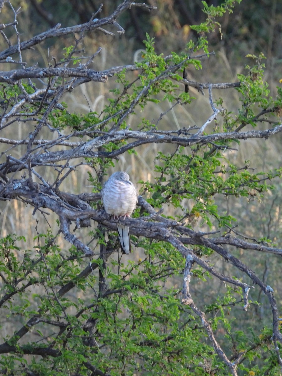 Inca Dove - ML644678508