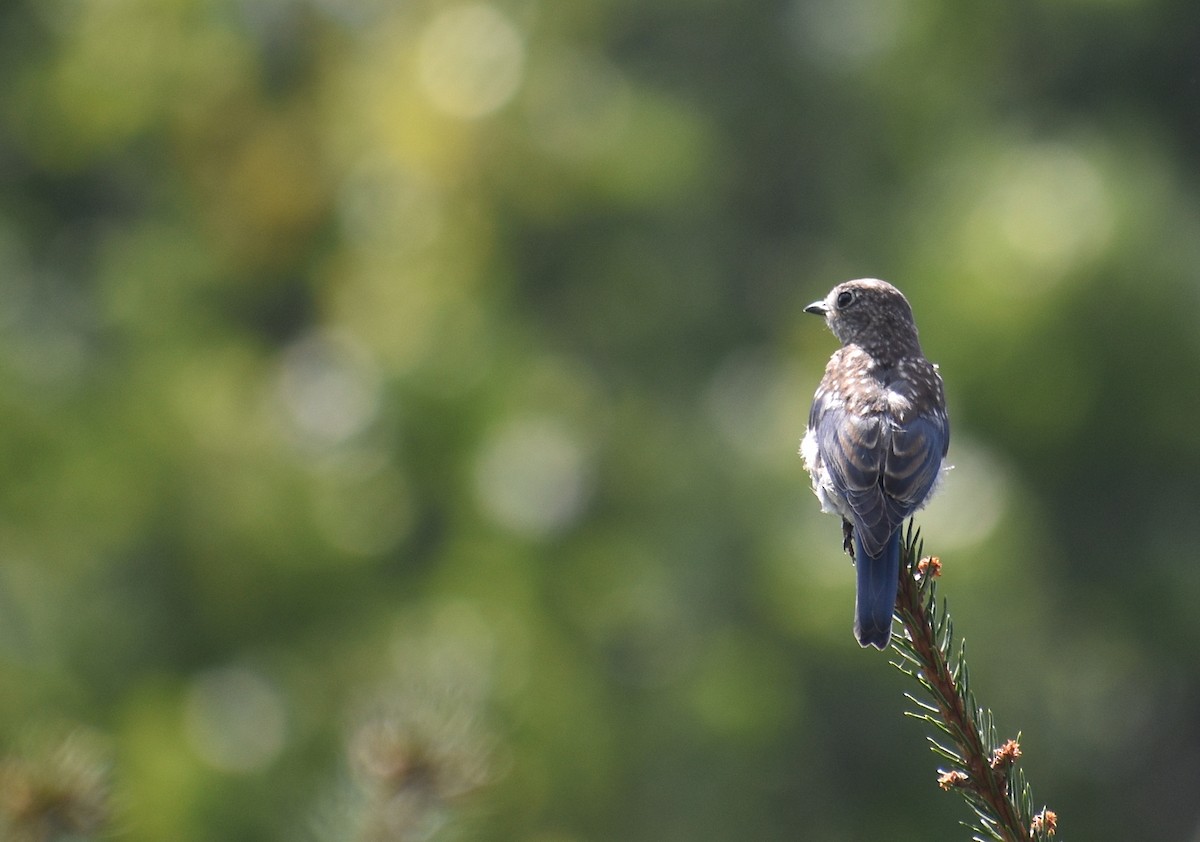 Eastern Bluebird - ML644678509