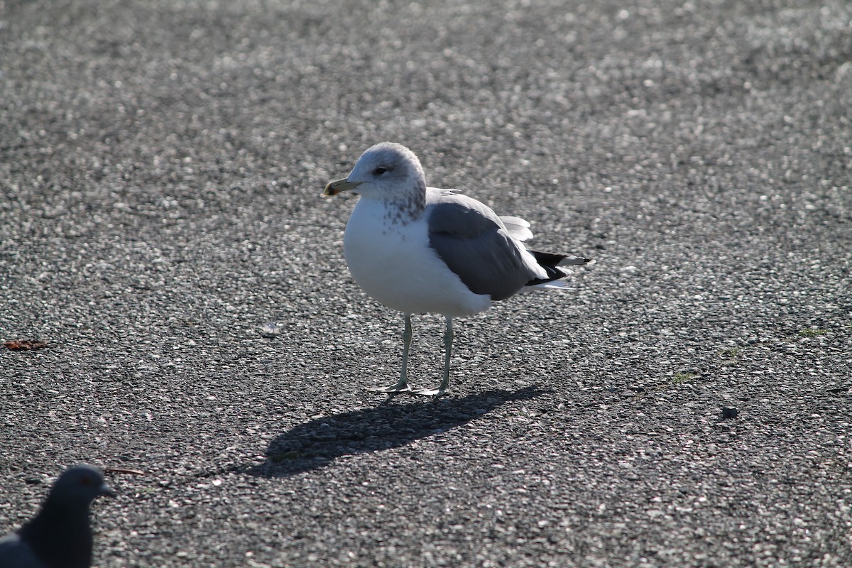 California Gull - ML644678511