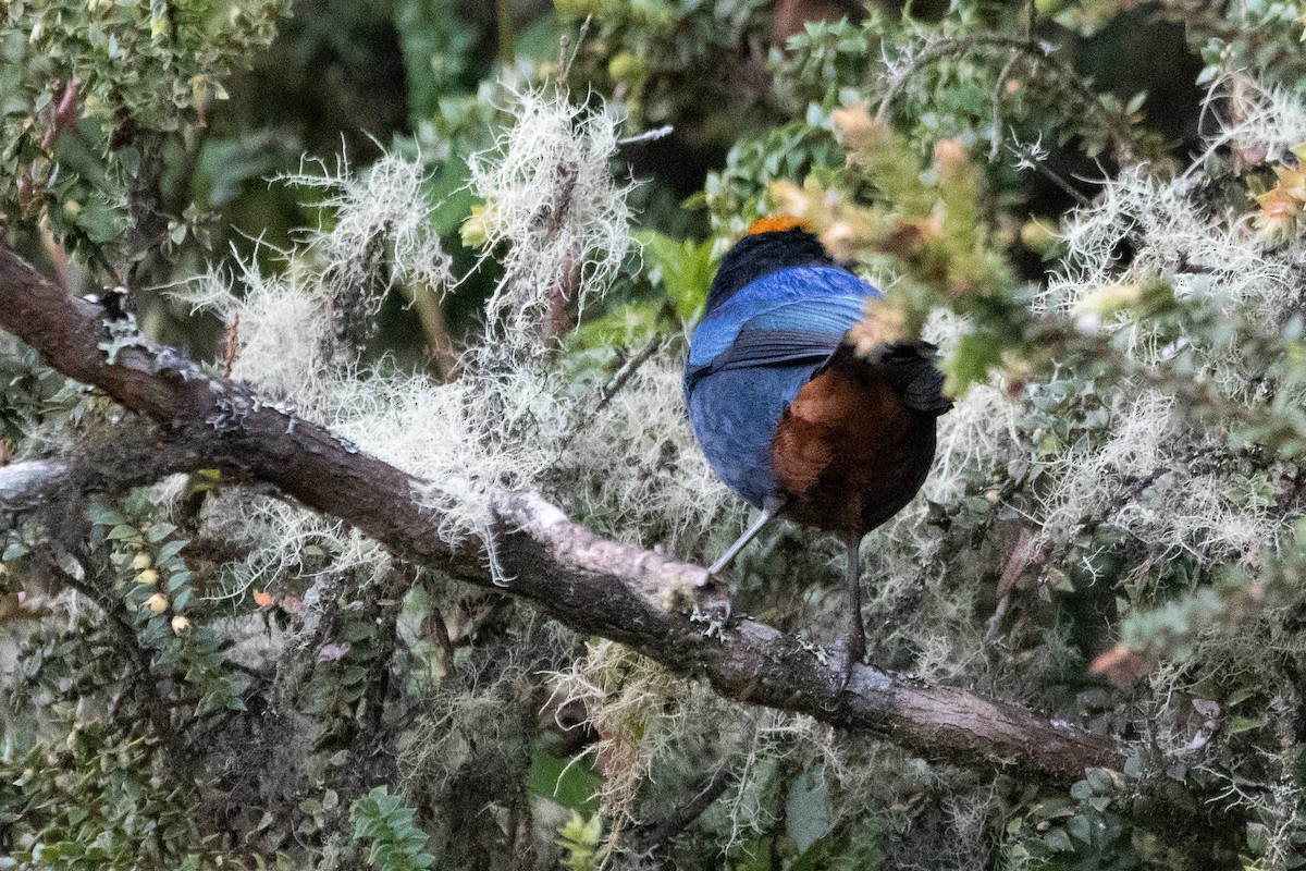 Golden-crowned Tanager - ML644678512
