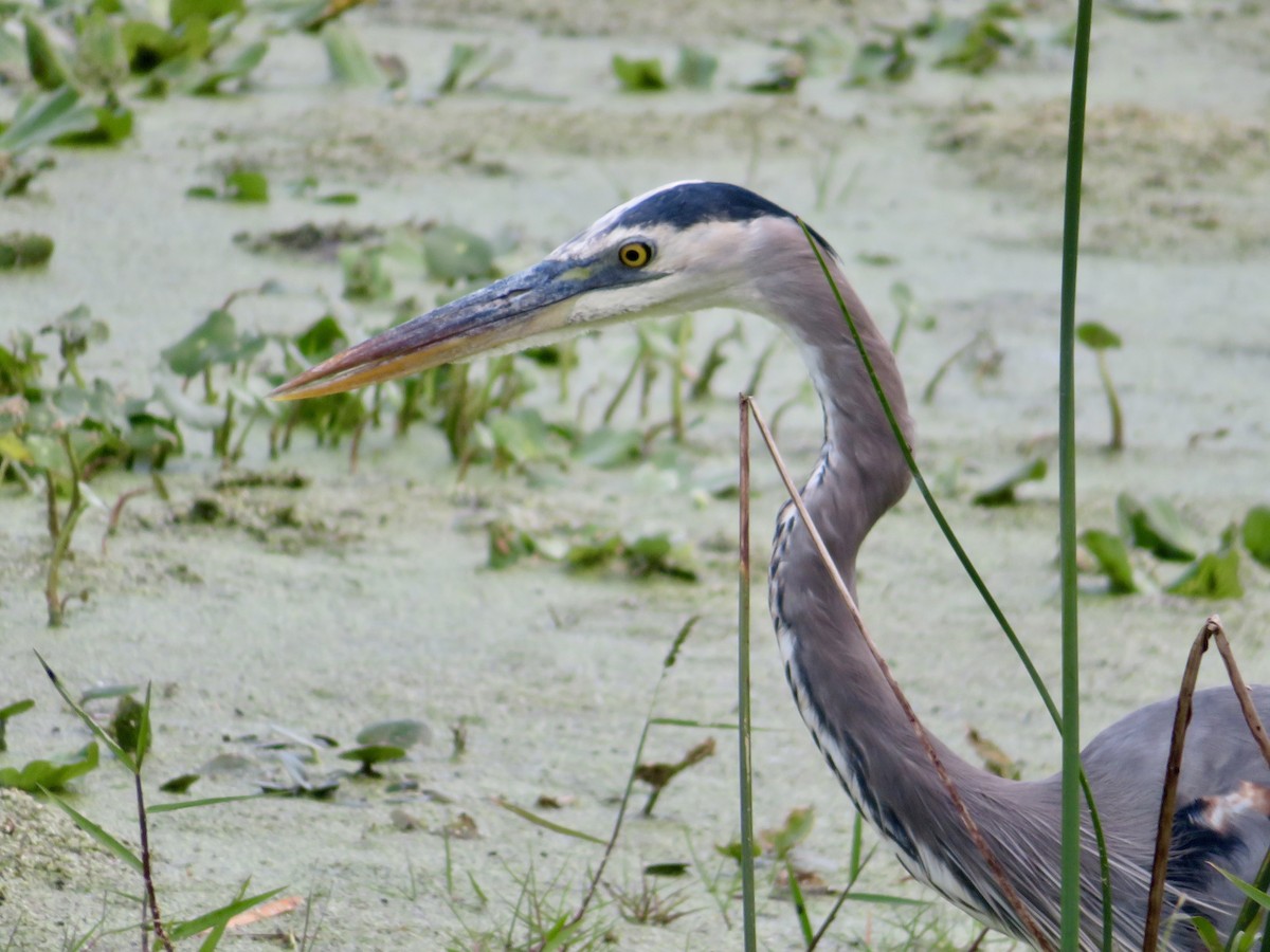 Great Blue Heron - ML644678513