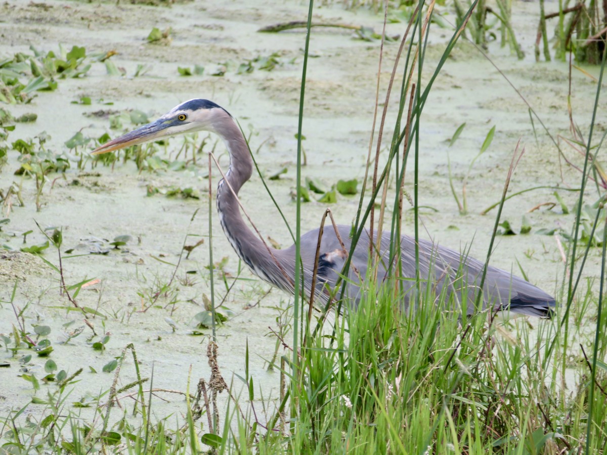 Great Blue Heron - ML644678514