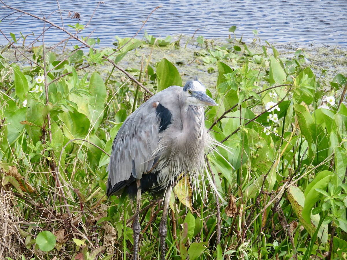 Great Blue Heron - ML644678515
