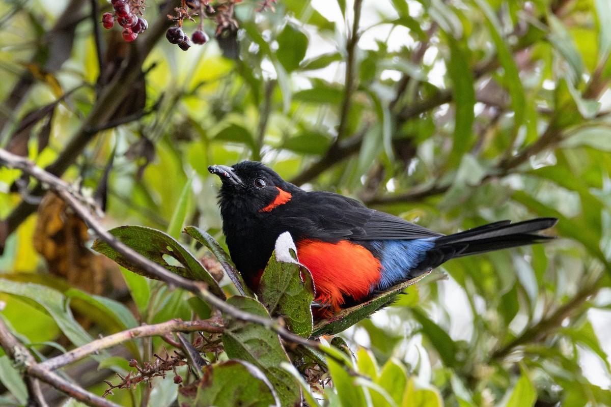 Scarlet-bellied Mountain Tanager - ML644678516